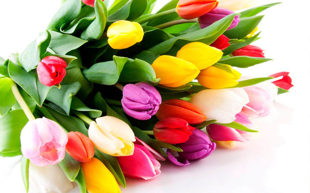 Congratulations from the Rector on March the 8th Congratulations from the Rector on March the 8th